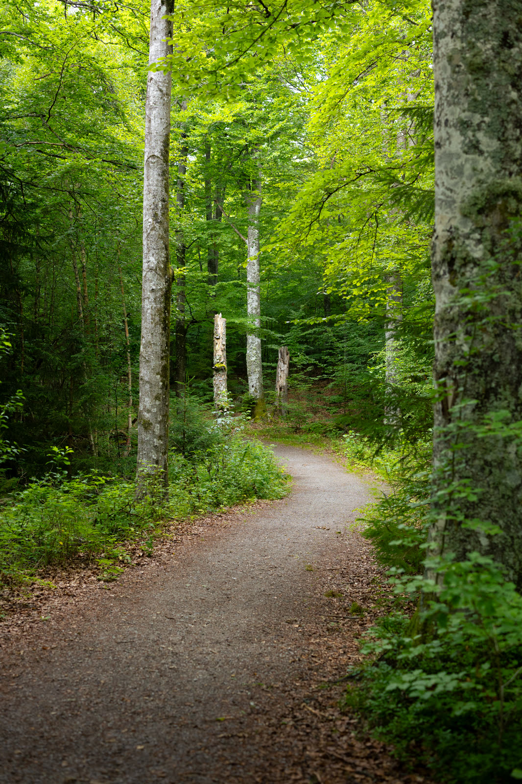 My Camping campsite scene — caravans and pitches at My Camping